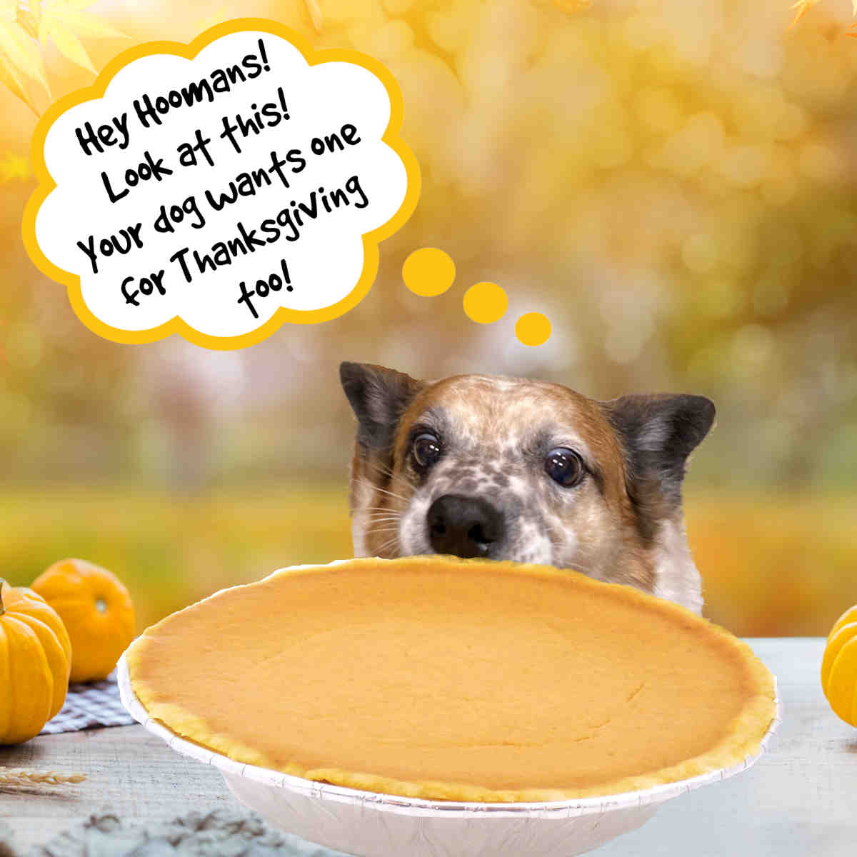 Your Dog Wants Pie